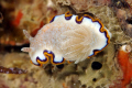 Chromodoris obsoleta