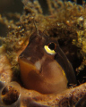 Small Blenny peering from his tubular home in Timor-Leste.
