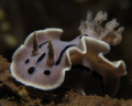 Chromodoris willani at the 