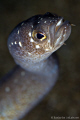 Garden eel closeup