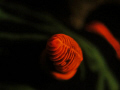 Extreme Cannon S90 snoot assisted close-up shot of a Nembrotha Kubaryana Bergh Rhinofore, Lone Tree Timor-Leste.