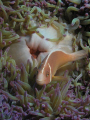Symbiotic Truce; Pink Anenomefish at Home.
Great Barrier Reef, Coral Sea.