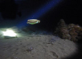 On a night dive last night with Manta Diving Lanzarote, we found lots and lots of cuttlefish, they were everywhere! This shot came out nicely, the other diver accidentally put his torch beam where I wanted it!! Taken on my Sony compact.