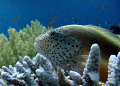 Amazing to find this hawkfish so calm resting in the corals.