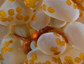 nice little guy, hiding in the bubble corals :)