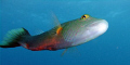 This bandcheek wrasse followed me for a long time and check me from top to toe. He looked straight into my mask.  I believe he never had seen a Norwegian diver before!