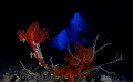 Sea fan on bottom of Blue Hole