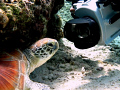 This shot was taken at Kapalai (Sabah, Malaysia) without any macro or wide angle lenses or strobe. Only the G11 canon and the basic underwater casing was used.