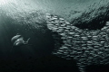 bait attack!