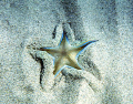 Starfish
