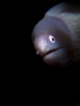 White-Eyed Moray shot with Canon G9 in Ikelite housing & single Inon Z240 strobe.