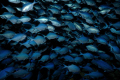 Blue Maumau circling a pinnacle within Riko Riko cave, Poor Knight Islands