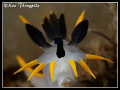 Nudibranch - Polycera capensis
Pipeline Dive Site in Nelson Bay, Australia