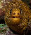 Golden Tail Moray, Bonaire
