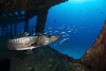 Barracuda at the C-58 anaya wreck