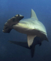 hammerhead shark