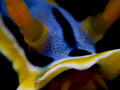 Oral tenticles revealed by a very shallow Chromodoris Michaeli.  Bob's Rock east of Dili on a Special Nudi Mission with FreeFlow Diving Timor-Leste.