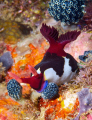 Hungry Nudi.