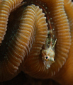 Here's looking at you baby.  Flagfin Blenny  ( Emblemariopsis Signifera )