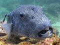 JAWS