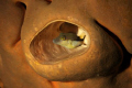 Puffer in sponge. Taken wth a self made snoot.