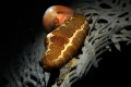 Fingerprint Cyphoma and Flamingo Tongue
