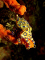 BLUE RING OCTOPUS - Mabul, Sabah.