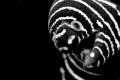 Play with me/a Zebra eel on one of the divesites in Anilao, Batangas