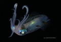 Alien Encounter, Grand Cayman
Night Dive With Caribbean Reef Squid. 
