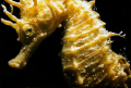 İstanbul,Yassıada 2004 .My first sea horse that i had captured the photo with Nikonos 5 and 1:1 extention tube...
