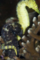 Mixed Sea horses!