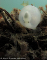 Cuttlefish embryo