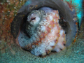 Found this octopus on this morning's dive to the Blue Hole, with Manta Diving in Lanzarote. Some great shots from this dive including one of a hungry catfish, this octopus in a tube was my favourite because it was so in focus, with his eye wide open!