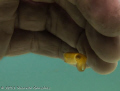 Minute old cuttlefish happy to find shelter under my hand.