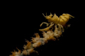 Hang on!/A wire coral shrimp