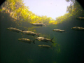 Juvenile tarpons refugges in the mangroves before going in to the ocean for an adult life.
