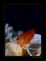 An Ottoman nudibrachhia...