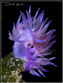 Flabellina lilla