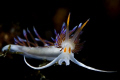 Cratena peregrina