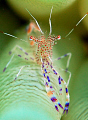 Spotted Cleaner Shrimp