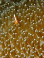 Indian Clownfish