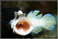 WOW!Jawfish.Nikon F100,60mm,f32,1/250,YS-120,RDP3.