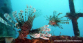 found these 2 common lionfish on the wreck of the salamander using only the cameras flash and no strobe  and an upward angle of the camera i managed to get this great pic the camera was the olympus tough 12 meg