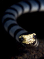 Sea Snake