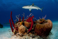 Reef Shark patrolling