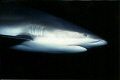 Caribbean Reef Shark portrait