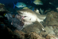 One of about a dozen black tip reef sharks in the area.