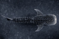 Diving with whale sharks feeding on the roe of spawning snappers off Gladden Spit, Belize. This shot was captured at around 80 ft. while the whale shark swam at 100-110ft.