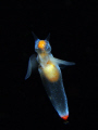 Clione limacina - sea angel