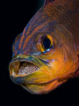Ringtail Cardinal Fish brooding eggs in its mouth